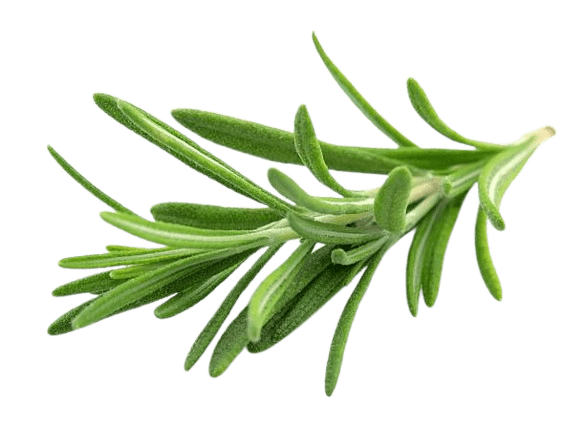Rosemary