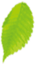 Seasoning Leaf
